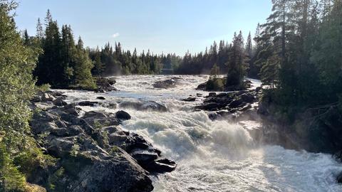 Ein wilder Fluss umgeben von grünen Bäumen.