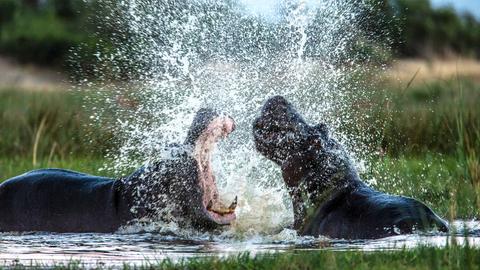 Zwei Flusspferde kämpfen im Wasser, wahrscheinlich um ihr Territorium.
