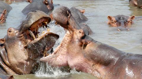 Zwei Nilpferde kämpfen im Wasser miteinander