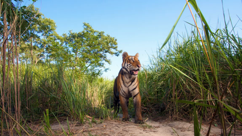 Tiger läuft in eine Kamerafalle und beobachtet aufmerksam die Umgebung.