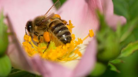 Biene auf einer Blüte 