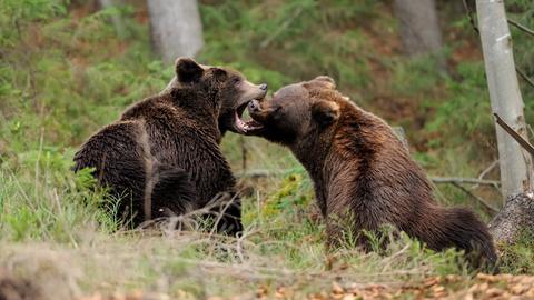 Zwei halbstarke Braunbären im Wald. 