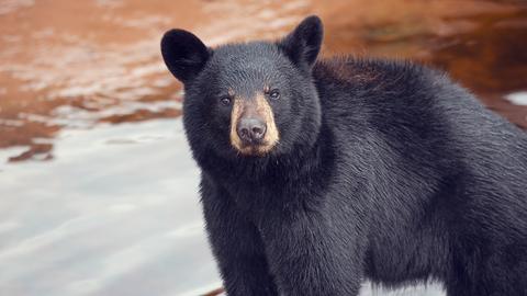 Ein junger Brillenbär