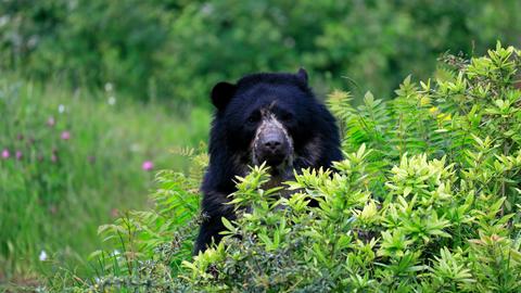 Ein Brillenbär in der Natur.