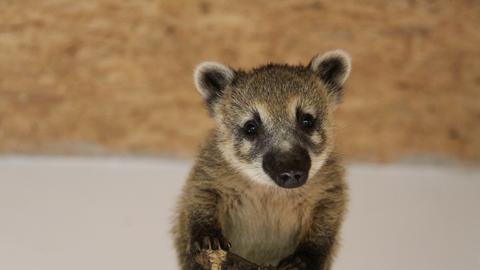 Ein Nasenbär Baby