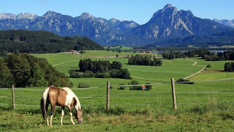 Ein Pferd in den grünen Wiesen vor den Allgäuer Alpen.