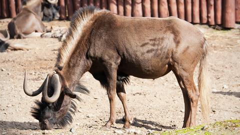 Ein Gnu im Zoo.