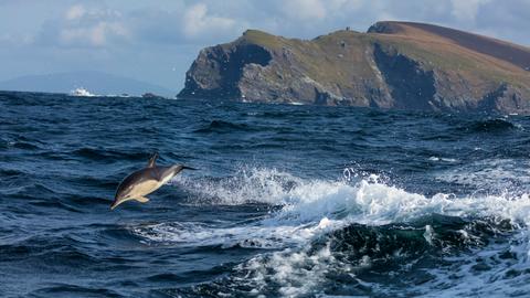 Delfin vor der Küste Irlands. 