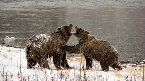 Zwei Grizzlybären kämpfen gegeneinander am Fishing Branch River im Yukon in Kanada.