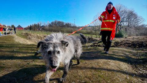 Der Altdeutsche Hütehund und Knochensuchhund «Flintstone» sucht mit Hundeführer Dietmar Kroepel nach verborgenen Knochen. Eine Frau hatte Menschenknochen in Plastikfolie an einem Bachlauf entdeckt. Nach dem Knochenfund einer Leiche gehen die Ermittlungen der Polizei und Staatsanwaltschaft weiter.