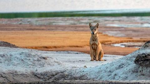 Ein Wolf sitzt in einer kargen Landschaft