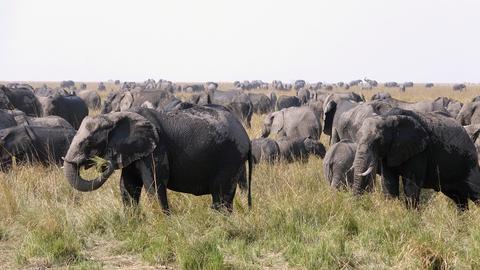 Elefanten in freier Wildbahn