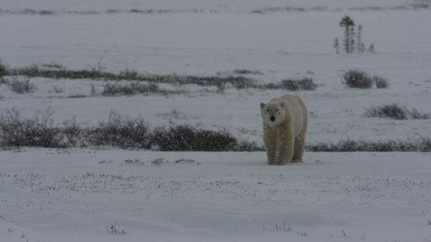 Ein Eisbär auf Streifzug in der arktischen Kälte. 