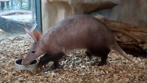 Ein Erdferkel in seinem Zoo-Gehege