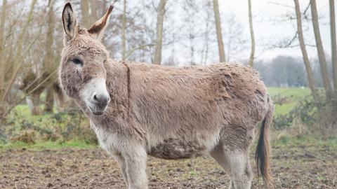 Ein etwas zotteliger Esel