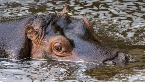 Ein Flusspferd in einem Fluss. 