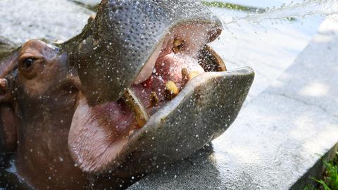 Ein Flusspferd im Zoo