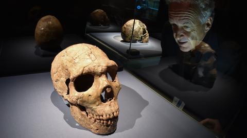 Friedemann Schrenk betrachtet im Hessischen Landesmuseum in Darmstadt (Hessen) einen 70 000 - 53 000 Jahre alten Schädel eines "Homo neanderthalensis".
