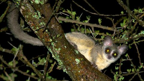 Ein Galago nachts auf einem Ast. 