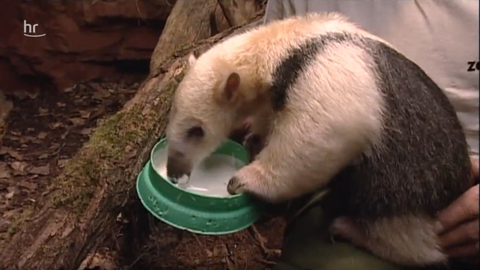 Tamandua-Baby, Nema, isst aus einem Napf 