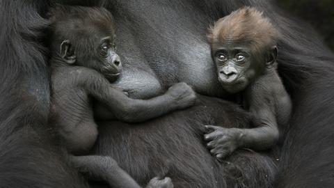 Gorilla-Zwillinge an ihre Mutter geklammert 