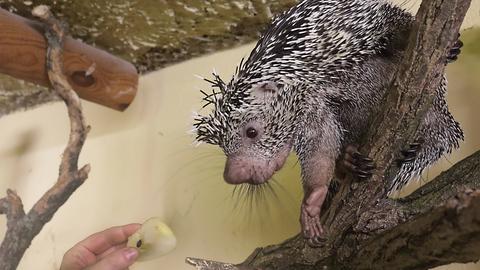 Greifstachler im Zoo 