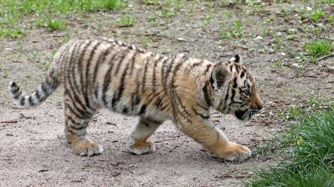 Ein 3 Monate altes Tigerbaby