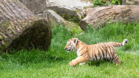 8 Wochen alten Tigerbabys sind muter und tollen durchs Gehege 