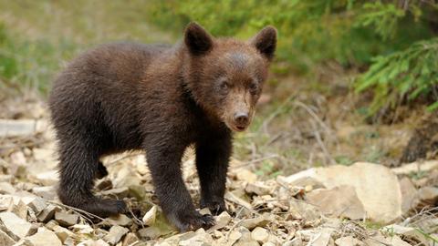 Kleiner Braunbär