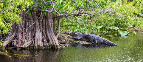 Ein Alligator in Florida