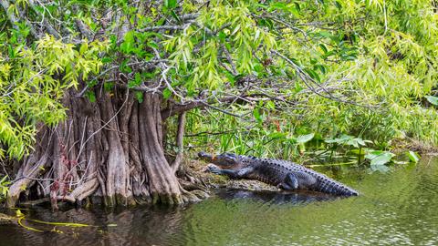 Ein Alligator in Florida