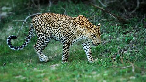 Ein Leopard im grünen