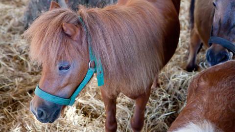 Minipferd im Stall