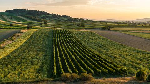 Vogelperspektive von Weinbergen im Burgenland bei Abendstimmung.