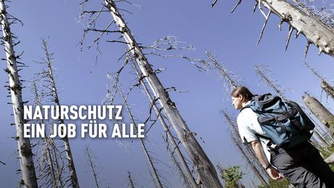 Eine junge Frau mit Rucksack steht in einem toten Wald und schaut den kahlen Stamm entlang nach oben in den blauen Himmel.