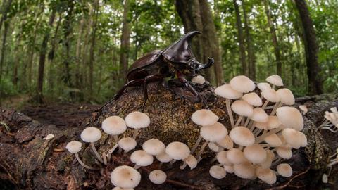 Nashornkäfer auf einem mit Pilzen bewachsenen Baumstamm