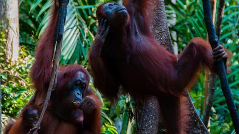 Zwei Orang-Utans mit Jungtier im Grünen. 