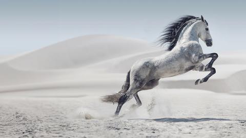 Weißes Pferd springt in Wüste.