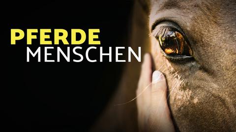 Auge eines Pferdes
