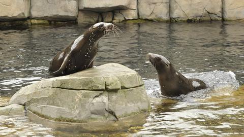 Zwei Seebären im Zoo. 