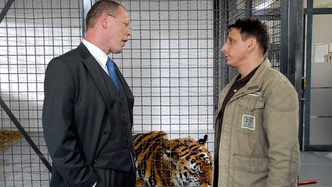 Ein Mann im Anzug redte mit einem Zoowärter. Im Hintergrund frisst ein Tige im Käfig.