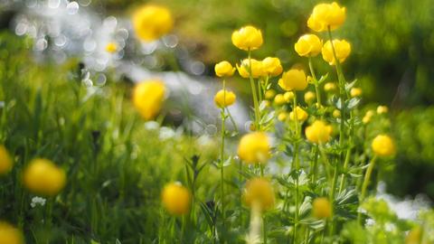 Trollblumen gedeihen prächtig auf den Feuchtwiesen im Chiemgau. 