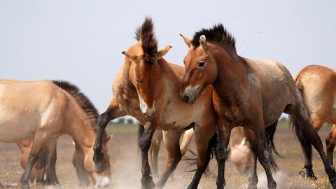 Wilde Pferde in feier Wildbahn
