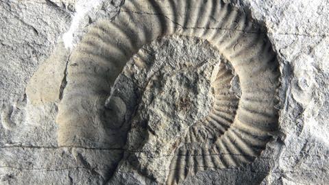 Versteinertes Fossil im Muschelkalk 