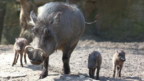 Warzenschwein mit drei Ferkeln