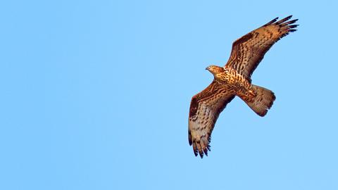 Ein fliegender Wespenbussard