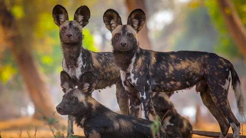 Drei Feldhunde in der Wildnis