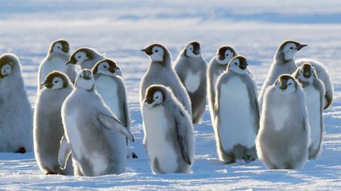 Eine Gruppe Pinguine