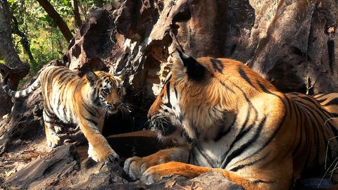 Ein kleiner und ein großer Tiger schauen sich an