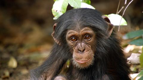 Ein Schimpansen-Junges